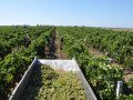 Качинцы лидируют по сбору винограда(фото)