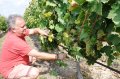 Виноградарство по мировым канонам