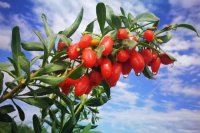 Вторая Выставка отрасли выращивания ягод годжи проходит в Чжуннине