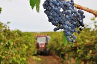 Вячеслав Володин: Принятие базового закона о виноградарстве и виноделии обеспечит регионы дополнительными доходами и рабочими местами