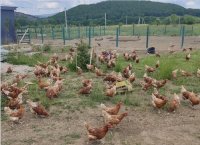 В Севастополе стало больше кур и яиц. Их производство поддержат госсубсидией.