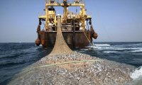 Эколог допустил рост промысла в Черном море после подрыва Каховской ГЭС
