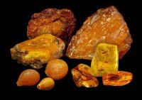         AmberForum