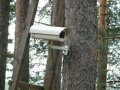 В лесах вокруг Севастополя предложили организовать видеонаблюдение