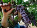 Французы планируют развивать в Крыму виноградарство