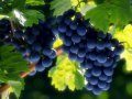 Виноделы предупредили о потере трети продаж при замещении виноматериала