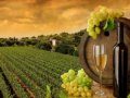 В Севастополе прошёл круглый стол на тему «Развитие виноградарства и виноделия города Севастополя»