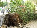 10-метровое дерево перегородило проезжую часть в центре города. Сотрудники МЧС быстро отреагировали