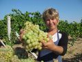 В Севастополе продолжается сбор винограда