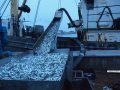 За 9 месяцев в Севастополе выловили 26 тысяч тонн рыбы