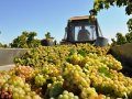 Группа компаний INKERMAN собрала более 11 тысяч тонн винограда