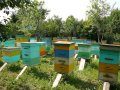 Пчеловоды Севастополя просят власти защитить рынок пчеловодческой продукции от суррогатов