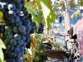 Реализация Государственной программы развития сельского хозяйства в сфере виноградарства и винодельческой промышленности Севастополя