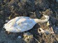В Севастополе выяснили истинную причину гибели лебедей