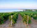 Севастопольские аграрии намерены собрать в текущем году не менее 19 тысяч тонн винограда