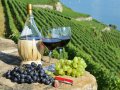 В СевГУ начнут готовить виноградарей и виноделов