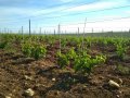 На поддержку отрасли виноградарства до конца года направят еще 60 миллионов рублей