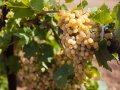 Интерес к участию приоритетного проекта «Терруар Севастополь» появился еще у трех винодельческих хозяйств