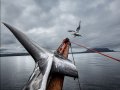 Киты Арктики под угрозой: правительство Норвегии выдало двойную лицензию на убийство китов