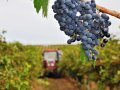 Вячеслав Володин: Принятие базового закона о виноградарстве и виноделии обеспечит регионы дополнительными доходами и рабочими местами