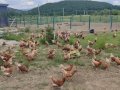 В Севастополе стало больше кур и яиц. Их производство поддержат госсубсидией.
