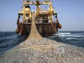 Эколог допустил рост промысла в Черном море после подрыва Каховской ГЭС