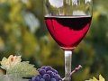 На рынок вышли органические вина «Аскания» с виноградников заповедника \